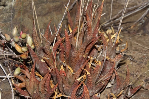 Image of Haworthiopsis venosa by (c) Brian du Preez, some rights reserved (CC BY-SA)