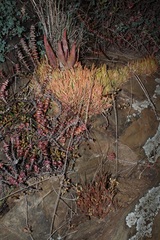 Haworthia turgida