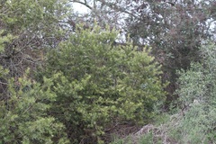 Podocarpus elongatus