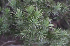 Podocarpus elongatus