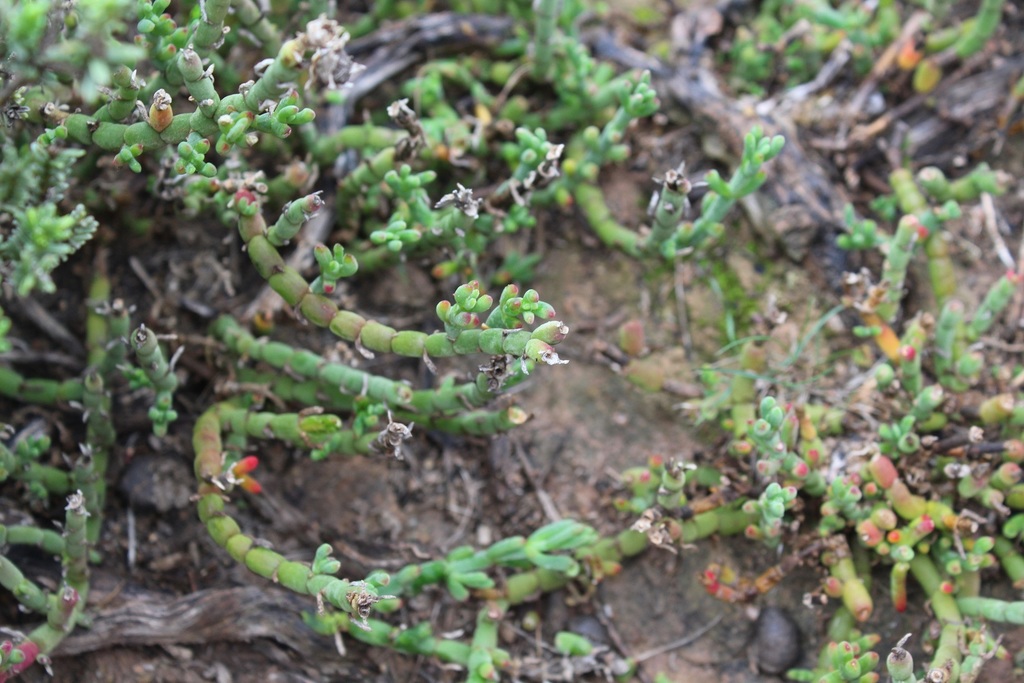 Mesembryanthemum napierense, Overberg District Municipality, South Africa