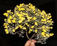 Polhillia xairuensis