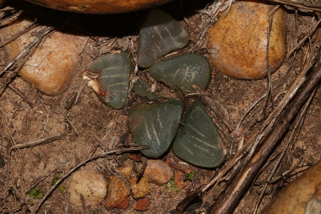 Haworthia mutica, Overberg, ZA-WC, ZA