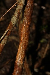 Polhillia xairuensis