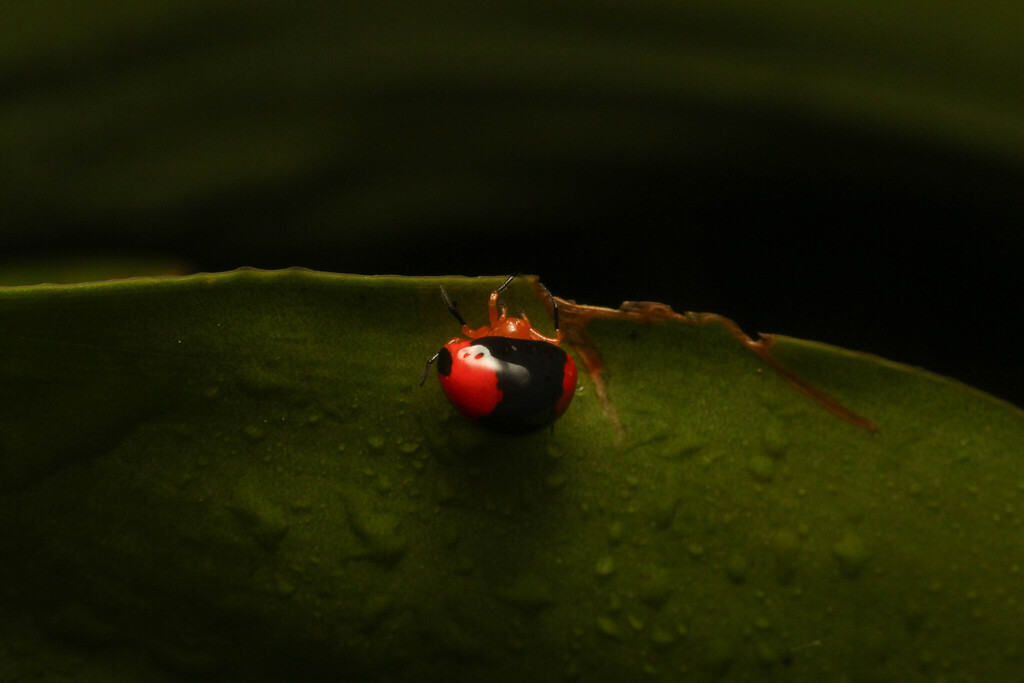 Pasilobus nigrohumeralis (Pasilobus nigrohumeralis)