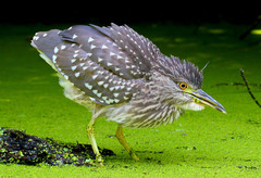 Black-Crowned Night Heron photo 6