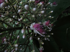 Miconia coronata