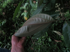 Miconia coronata