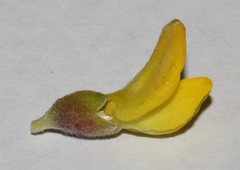 Polhillia xairuensis