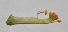 Polhillia xairuensis