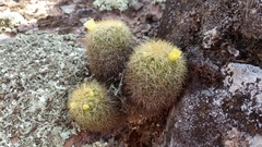 Mammillaria densispina