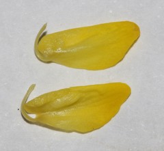 Polhillia xairuensis