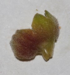 Polhillia xairuensis