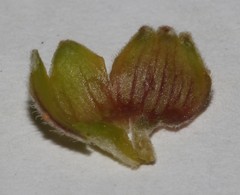 Polhillia xairuensis