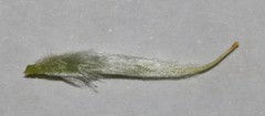 Polhillia xairuensis