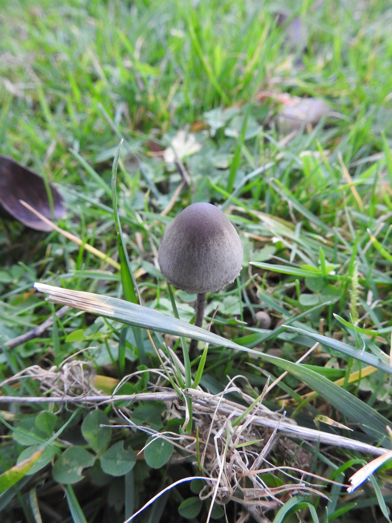 Panaeolus papilionaceus · December 2025 · photo: © cryptomarasmius (iNaturalist, cc-by)
