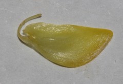 Polhillia xairuensis
