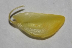 Polhillia xairuensis