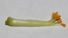 Polhillia xairuensis