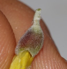 Polhillia xairuensis