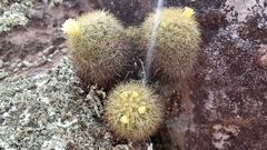 Mammillaria densispina