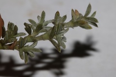 Polhillia xairuensis
