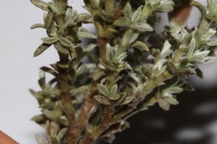Polhillia xairuensis
