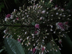Miconia coronata