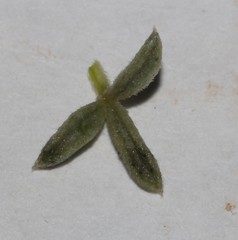 Polhillia xairuensis