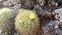 Mammillaria densispina