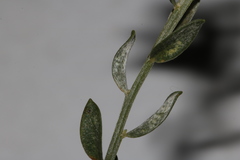 Amphithalea pageae