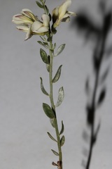 Amphithalea pageae