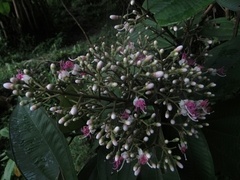 Miconia coronata