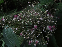 Miconia coronata