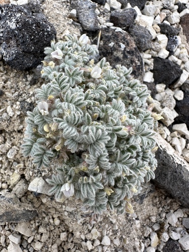 Tiehm's Milkvetch (Astragalus tiehmii)
