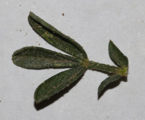 Image of Melolobium adenodes by (c) Brian du Preez, some rights reserved (CC BY-SA)