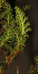 Notobubon striatum