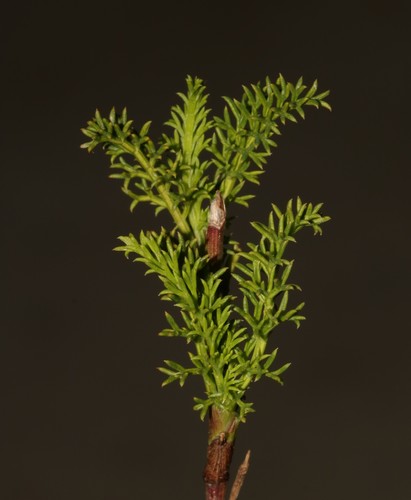Gritty Blisterbush (Notobubon striatum)