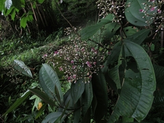 Miconia coronata