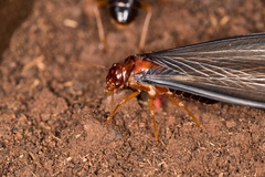 Syntermitinae
