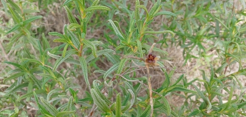 Avistamiento Estepa negra (Cistus monspeliensis)