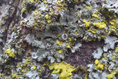 Phaeophyscia hirsuta