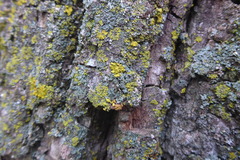 Phaeophyscia ciliata