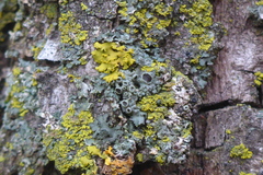 Phaeophyscia ciliata