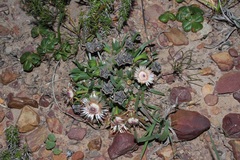 Acrodon subulatus