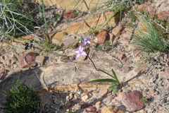 Hesperantha fibrosa