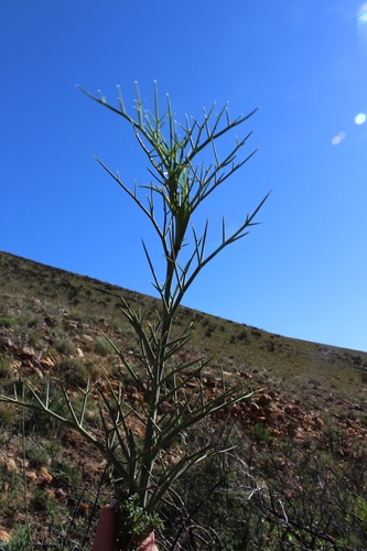 Image of Notobubon pungens by (c) Brian du Preez, some rights reserved (CC BY-SA)