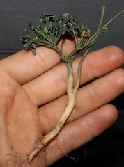 Oxalis livida livida