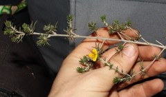 Aspalathus cliffortioides