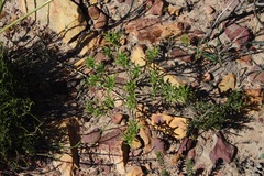 Argyrolobium pachyphyllum